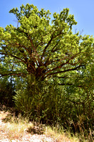 Donzige eik; Downy Oak; Quercus pubescens