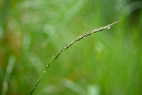 Beemdhaver; Meadow Oat-grass; Helictochloa pratensis