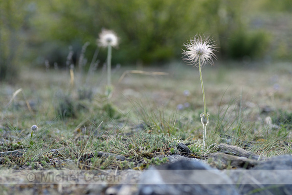 Mountain Pasque Flower; Pulsatilla montana