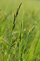 Drienervige zegge - three-nerved sedge - Carex trinervis