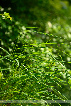 Schaduwgras; Wood Meadow-grass; Poa nemoralis