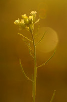 Schijnraket; Hairy Rocket;Erucastrum gallicum