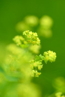 Slanke Vrouwenmantel - Shining lady's-Mantle - Alchemilla micans