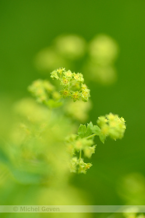 Slanke Vrouwenmantel; Shining lady's-Mantle; Alchemilla micans