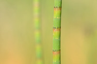 Holpijp; Water Horsetail; Equisetum fluviatile