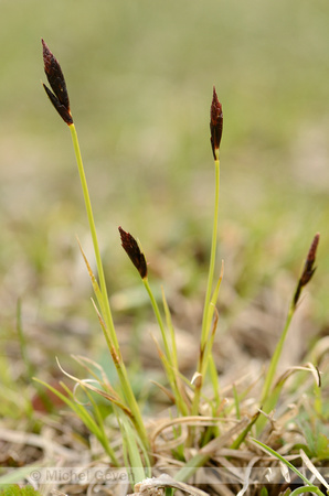 Blauwgras; Blue Moor Grass; Sesleria albicans