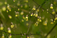 Kleine ruit; Lesser Meadow-rue; Thalictrum minus