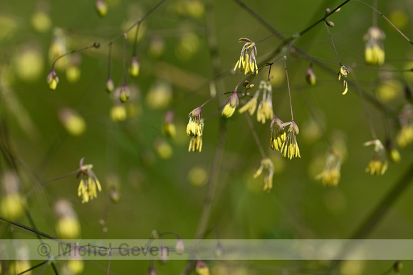 Kleine ruit; Lesser Meadow-rue; Thalictrum minus