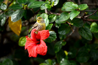 Kanarie; Atlantic Canary; Serinus canaria