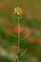 Schijnraket; Hairy Rocket; Erucastrum gallicum