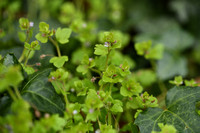 Klimopereprijs; Ivy-leaved Speedwell; Veronica hederifolia