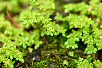 Artillery-plant; Pilea microphylla