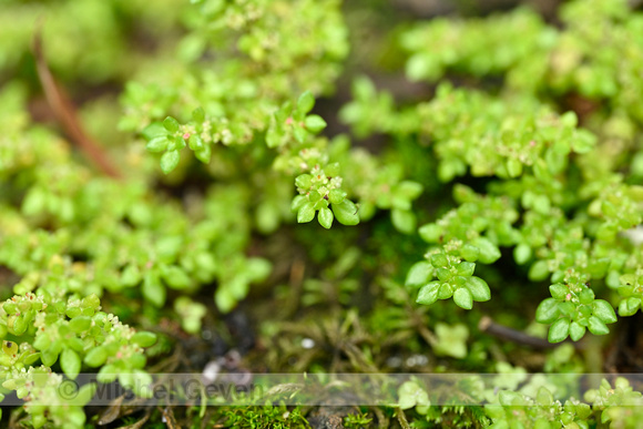 Artillery-plant; Pilea microphylla