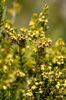 Bezemdophei; Broom Heath; Erica scoparia