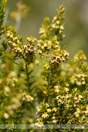 Bezemdophei; Broom Heath; Erica scoparia