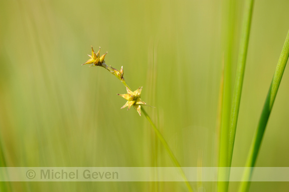 Sterzegge; Star Sedge; Carex echinata;