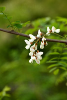 Robinia; Locust tree; Robinia pseudoacacia