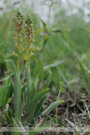 Poppenorchis; Aceras anthropophorum; Man Orchid