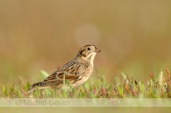 IJsgors; Lapland Bunting; Calcarius lapponicus