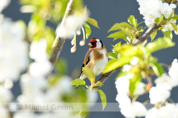 Putter; European Goldfinch; Carduelis carduelis