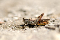 Steppesprinkhaan; Chorthippus vagans; Heath Grasshopper