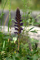 Orobanche lavandulacea